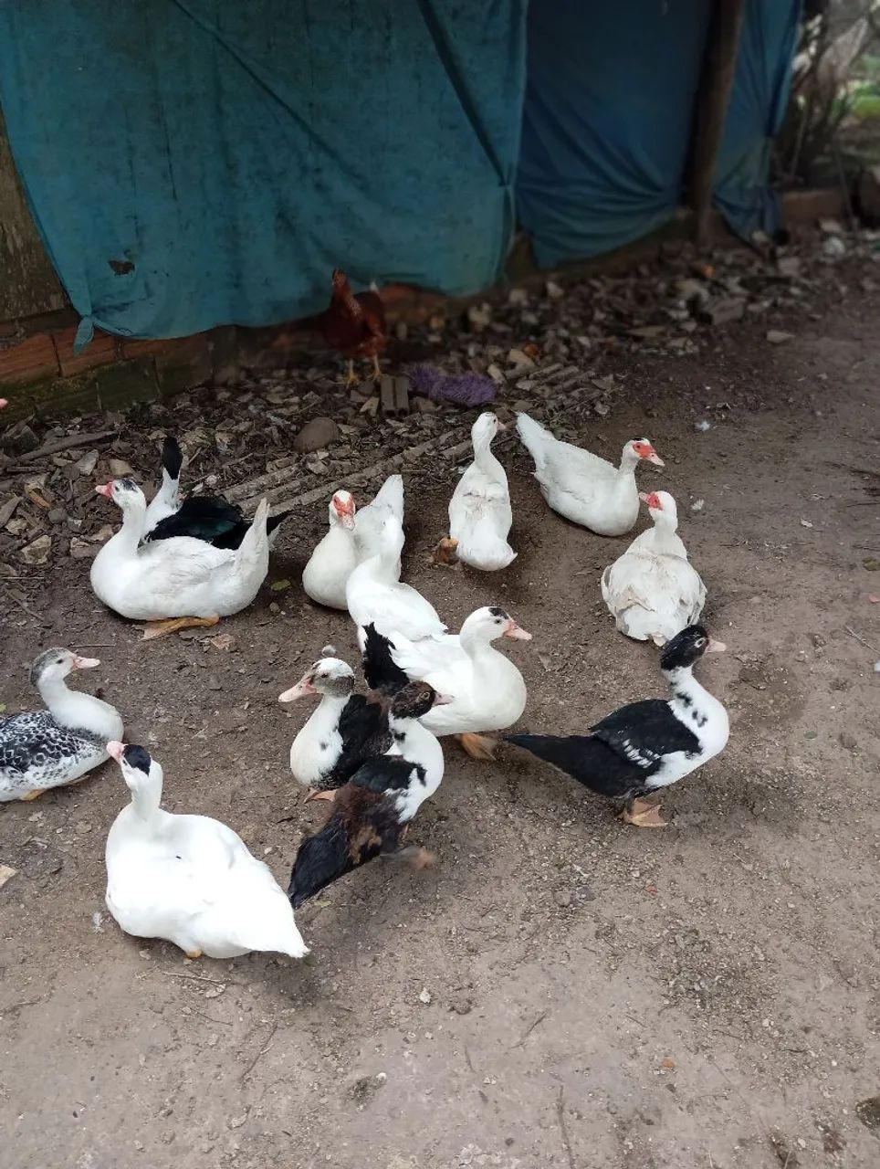 Patos criolos gigantes  - Foto 4