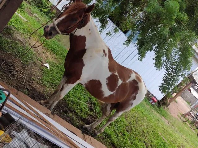 Lindo Cavalo Crioulo Tobiano, jovem, manso e bem domado, Castrado. - Foto 4