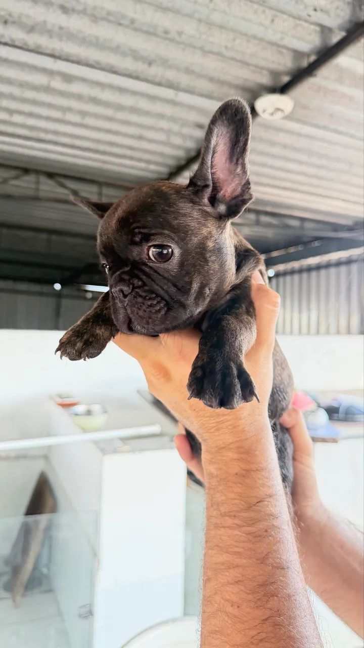 Buldogue 