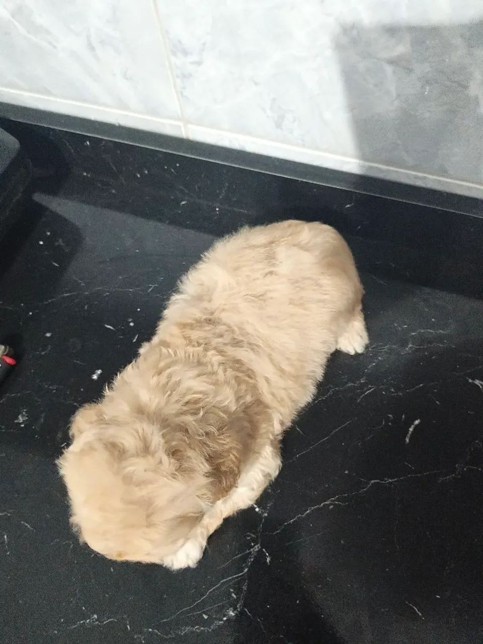 Poodle Toy - Foto 2