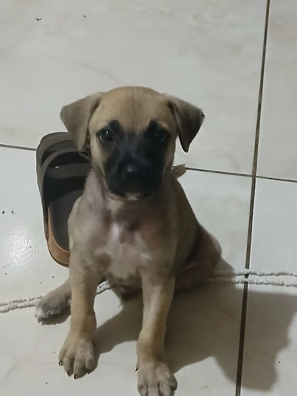 Um  cachorro 