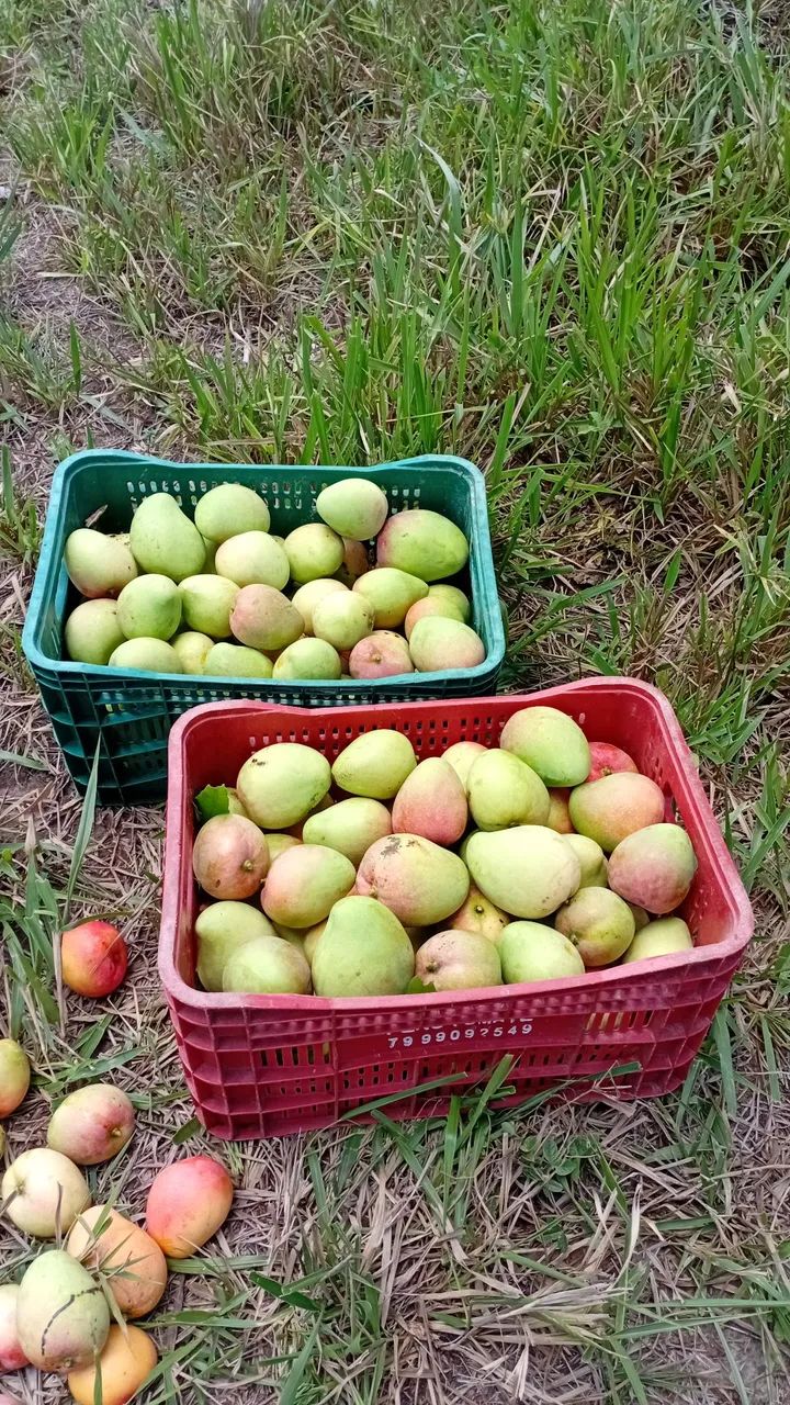 Manga ? Rosa e Espada  - Foto 4