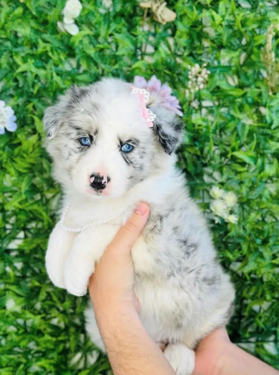 border collie 