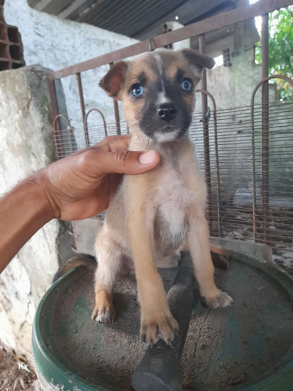 Doação cachorro 