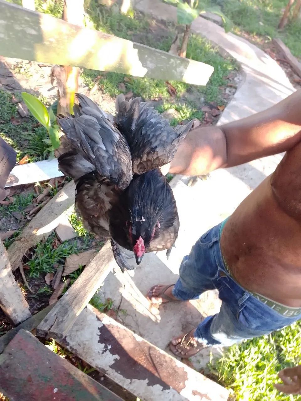 Galo mini coxim - Foto 4