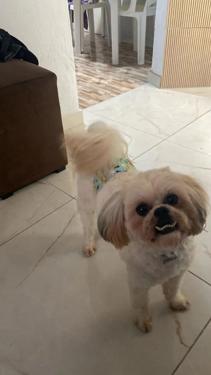 Doação responsável  - Foto 2