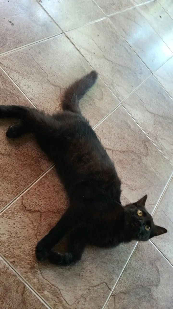 Gatinha dócil para adoção responsável  - Foto 3