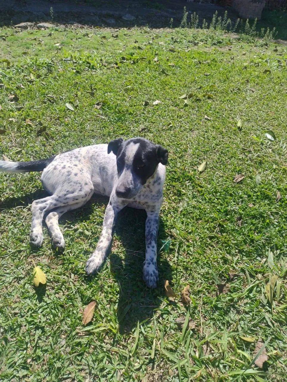 Adoção de cachorrinha 