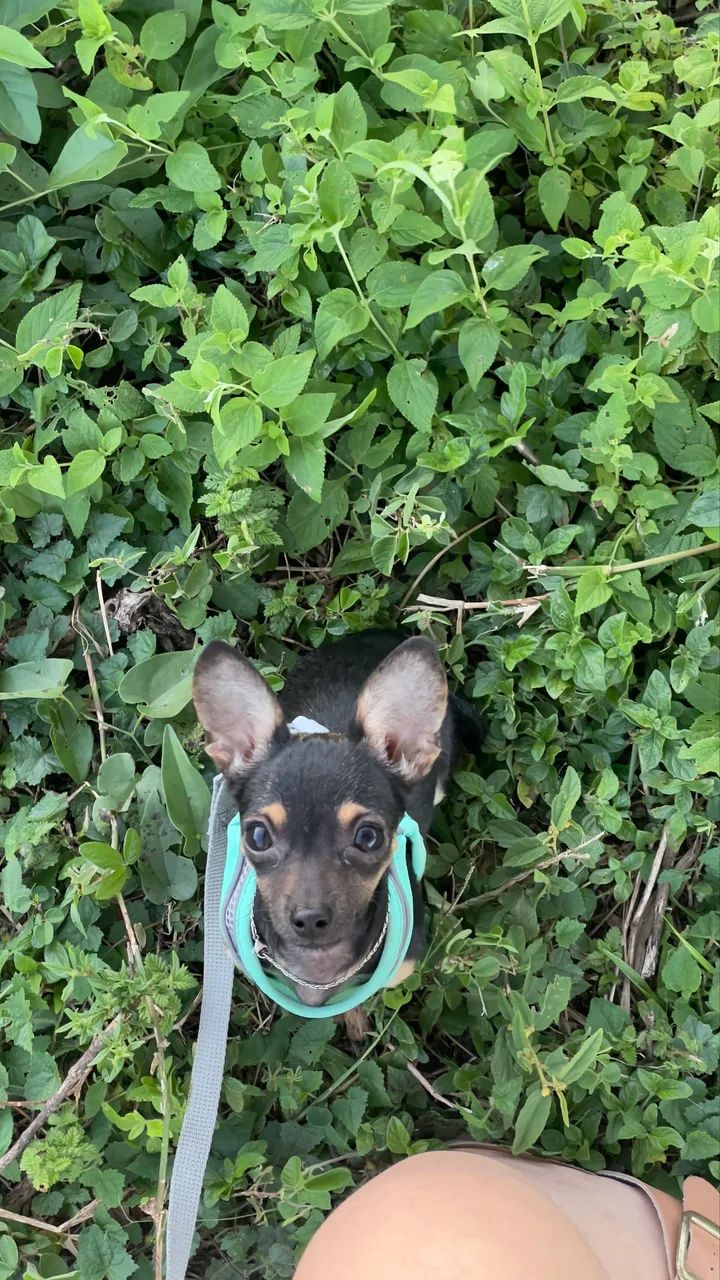 Cachorro pinscher - Foto 3