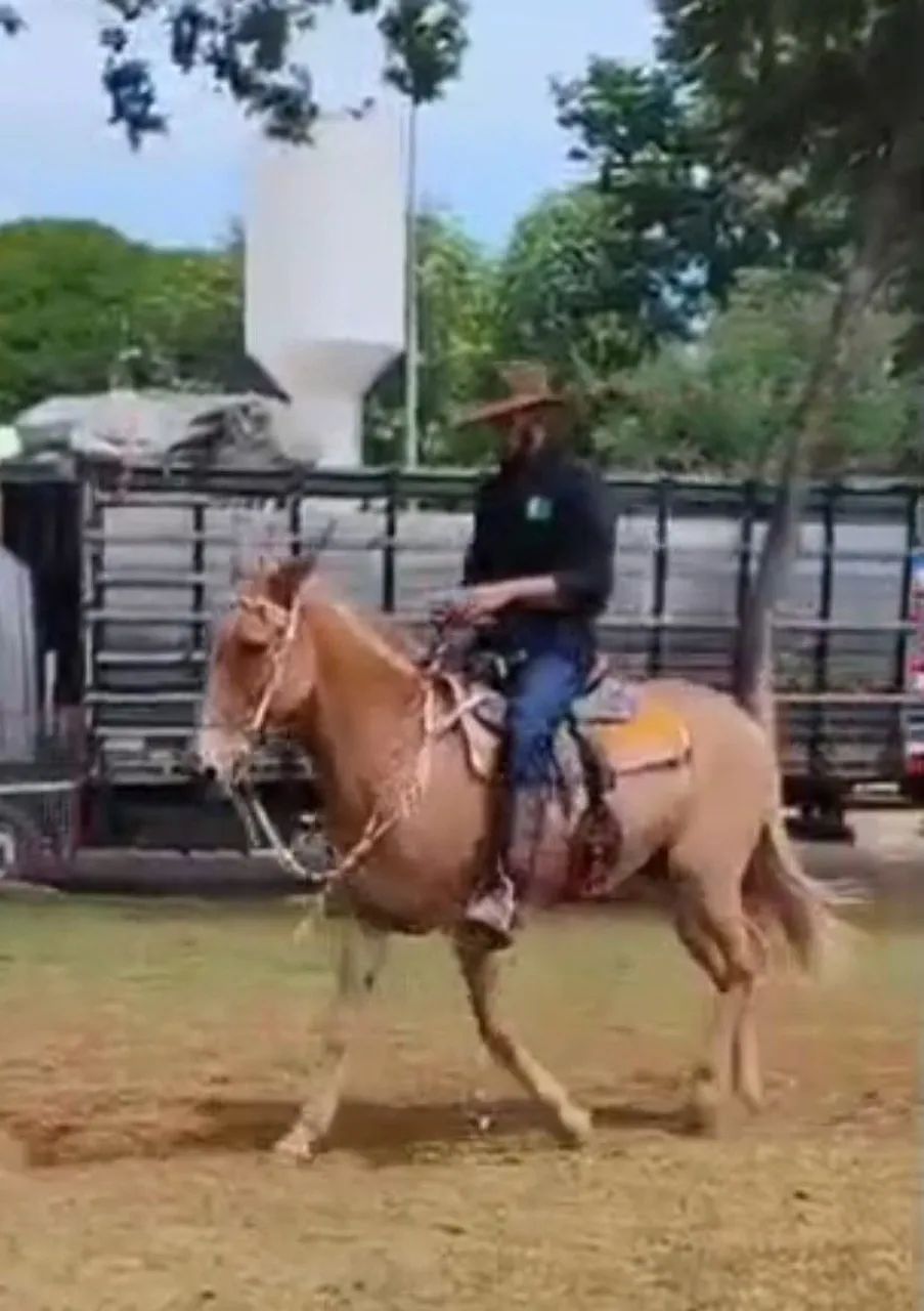 PRINCESA - Mula Marcha Picada Registrada - Foto 3