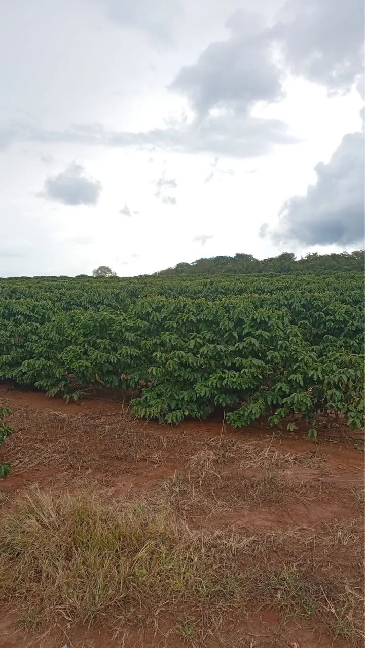 Fazendinha de café em Araguari  - Foto 4