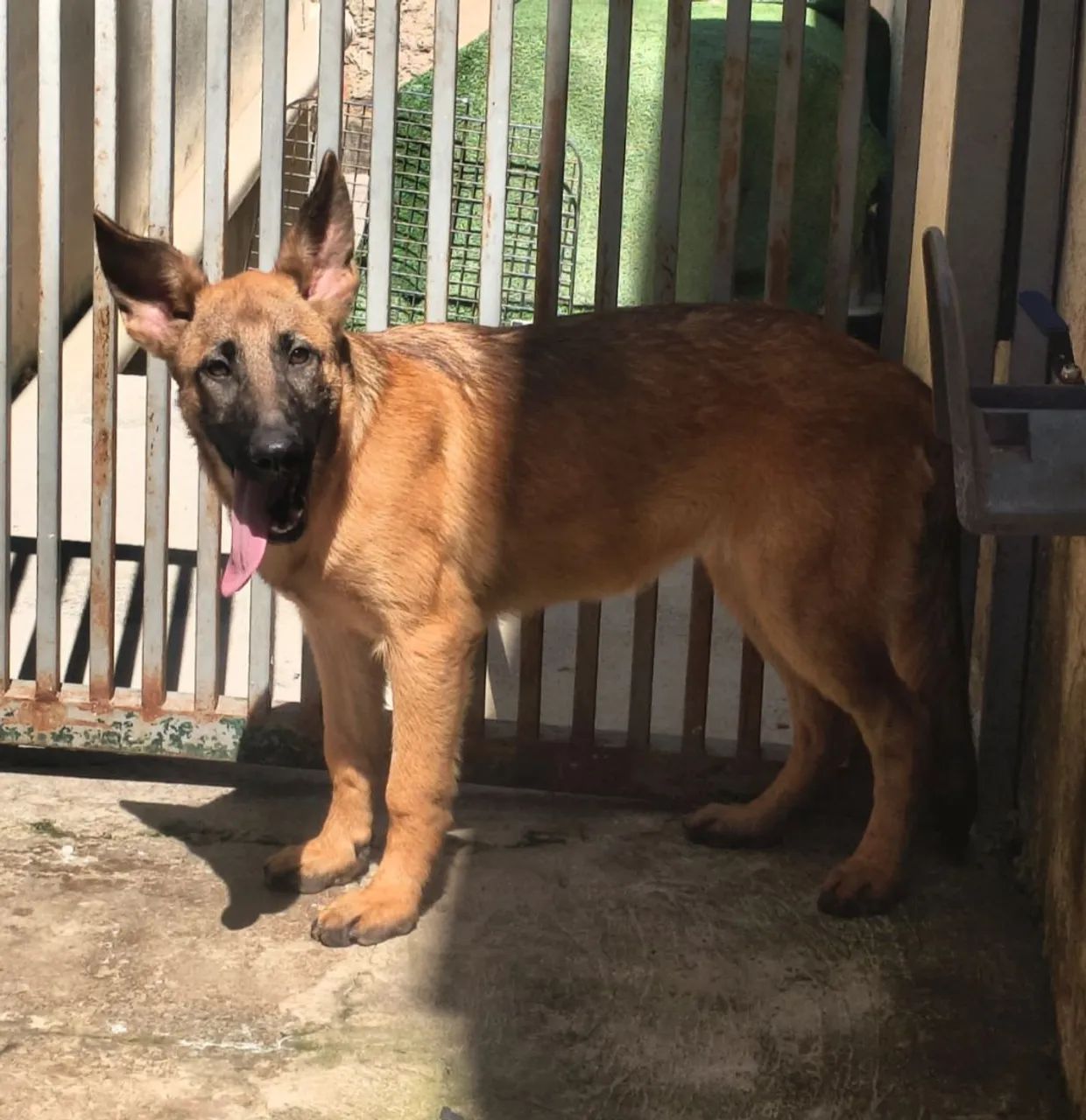 Filhotes de Pastor Malinoa, cães para guarda e proteção 