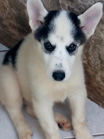 Filhote Husky siberiano Macho
