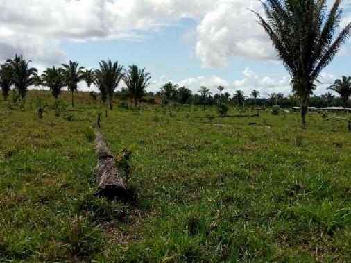 Fazenda 250hectares (pra vender urgente) - Foto 17