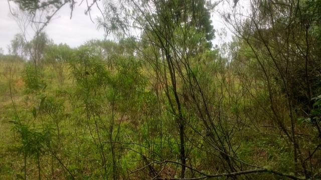 Ref. 1116 - Imperdível chácara de 22.385 m² no Poço Grande - Foto 9