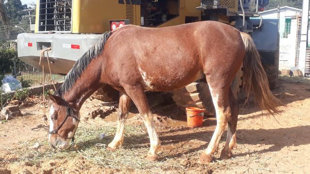 Cavalos crioulos - Foto 5