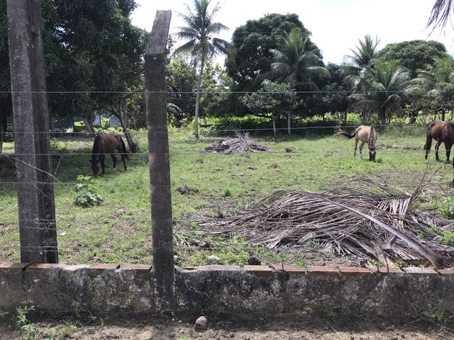 Granja, sítio, fazenda em Igarassu, 4 hectares com bastante benfeitorias! - Foto 20