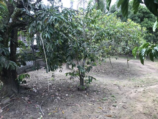 Granja, sítio, fazenda em Igarassu, 4 hectares com bastante benfeitorias! - Foto 17