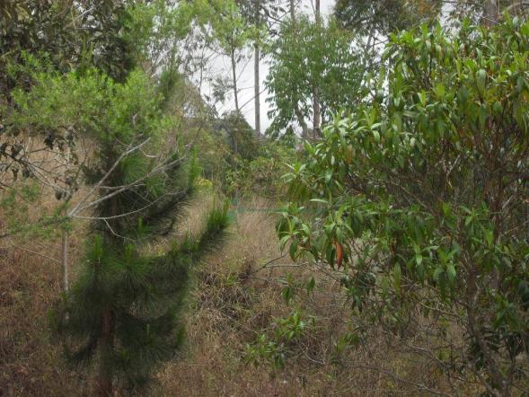 Terreno à venda, 2241 m² por R$ 80.000,00 - Vieira - Teresópolis/RJ - Foto 13