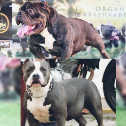 American Bully Tri Blue