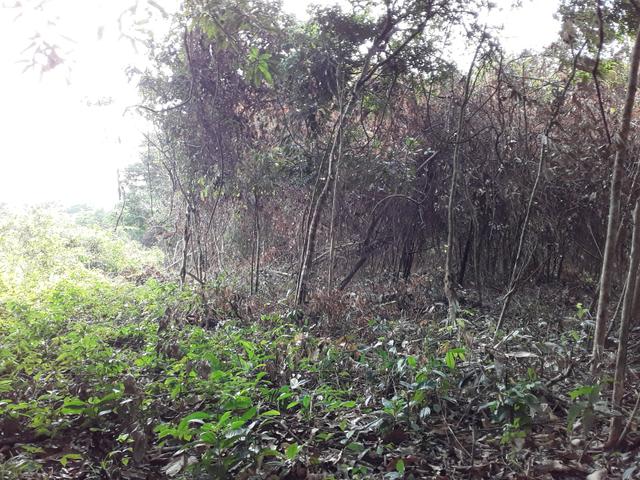 Vendo uma cachará verdi toda bosquêada - Foto 6