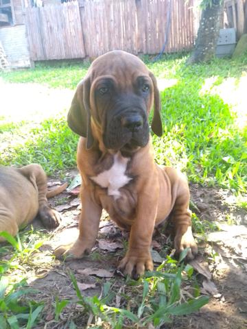 FILHOTE MACHO DISPONÍVEL Duas vacinas - Foto 2