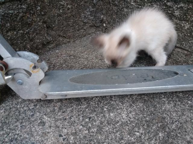 Doação de gatos - Foto 3