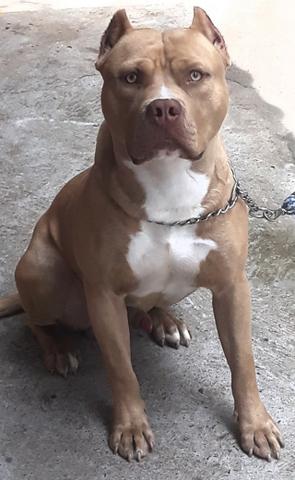 Pitbull para cruza - Foto 2