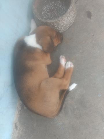 Doa se filhotes de cachorro - Foto 2