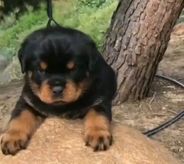 Qualidade acima da média rottweiler os mais fortes e robustos filhotes 