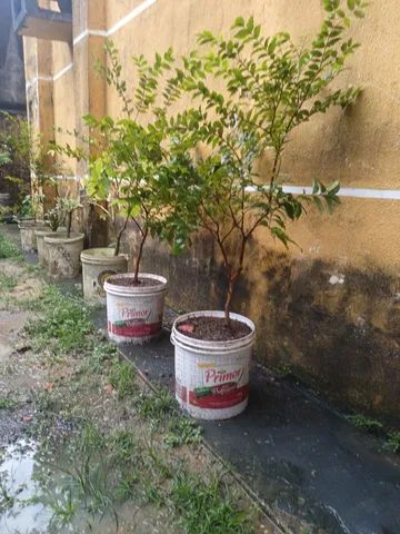 Vendo mudas de jabuticaba  - Foto 2