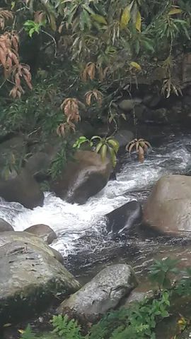 foto - Cachoeiras de Macacu - 