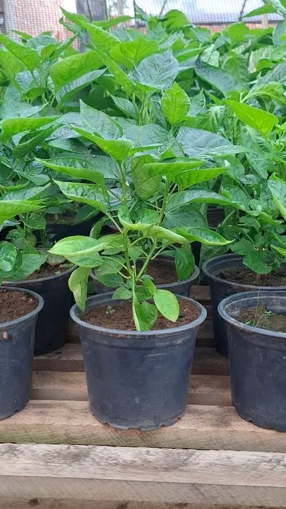 Lindas mudas de pimenta de cheiro no vasinho. - Foto 3