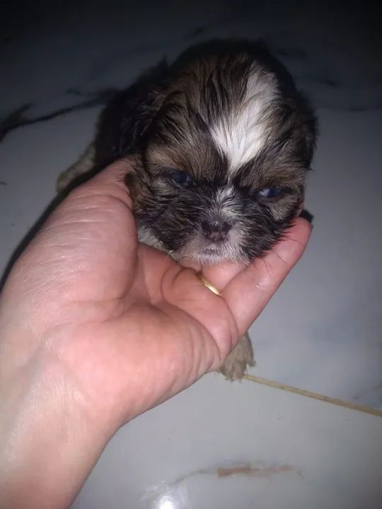 Filhote Shih Tzu - Fofo e Carinhoso - Foto 2