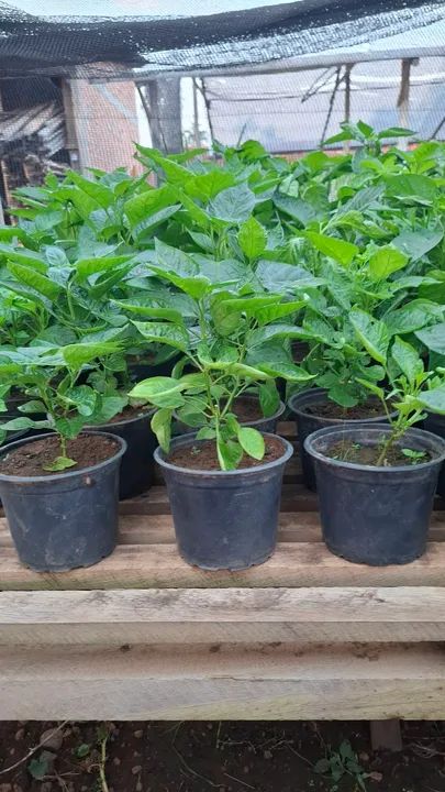 Lindas mudas de pimenta de cheiro no vasinho. - Foto 2