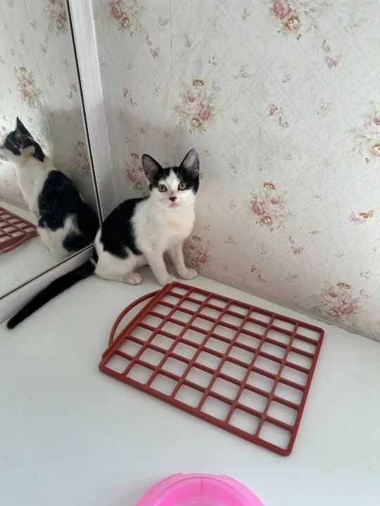 lindos filhotes castrados - Foto 2