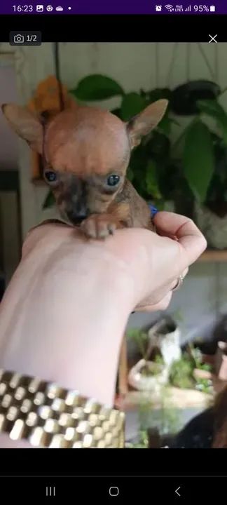 Vendo pinscher zero, 2 machos e 1 Fêmea  - Foto 6