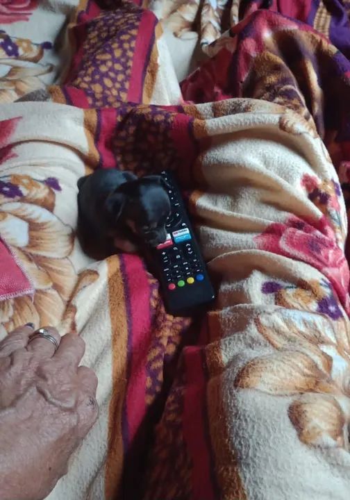 Vendo pinscher zero, 2 machos e 1 Fêmea  - Foto 3