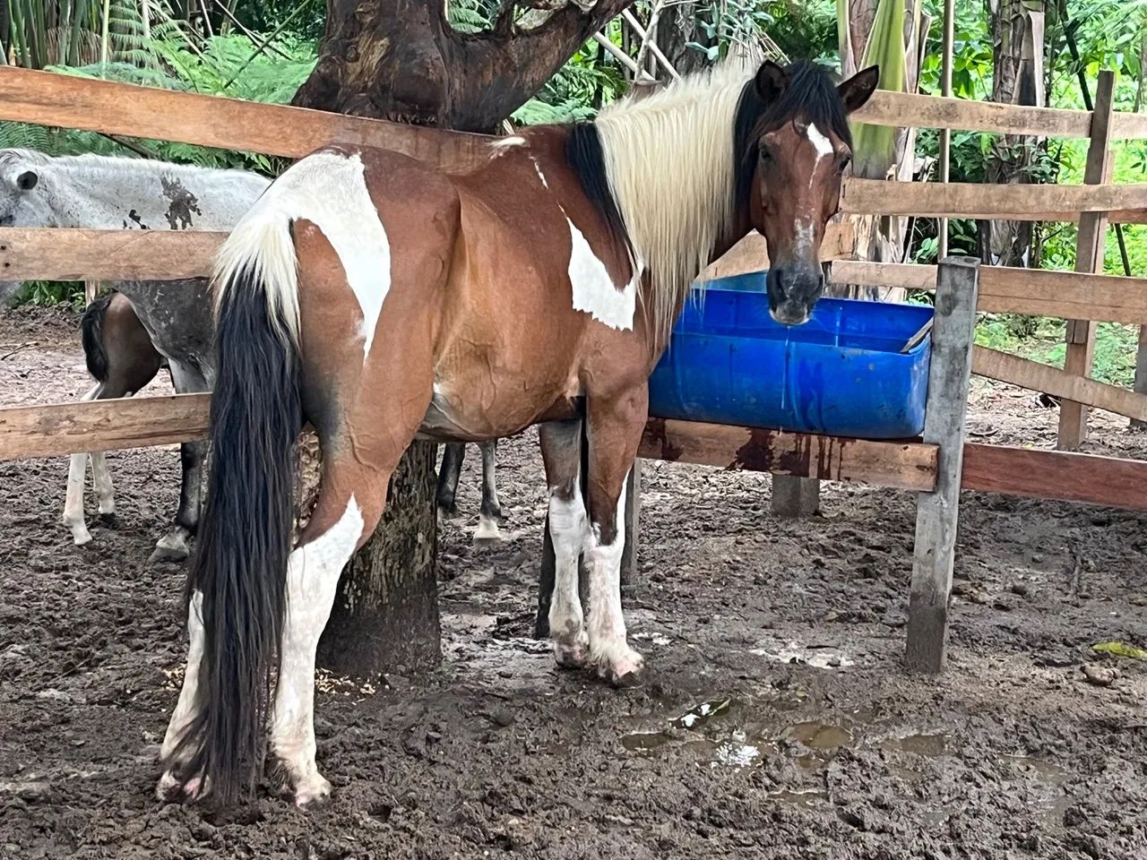 Vários cavalos, potros e éguas a venda no precinho  - Foto 5