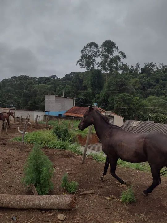 Cavalo marchador picado  - Foto 2