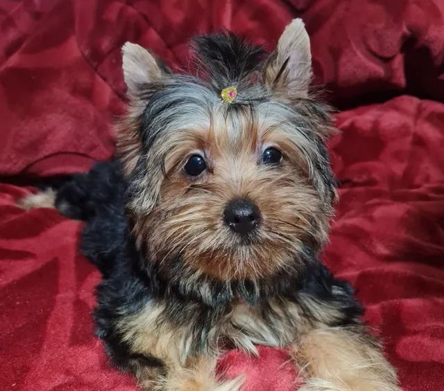 Australian silky clearance terrier olx