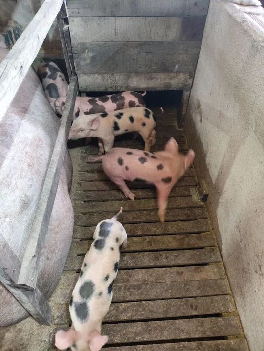 Porcos pietram p.o belga  - Foto 3