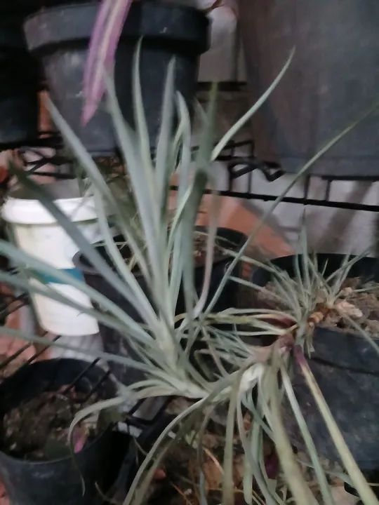 Planta de Cravo - Foto 2