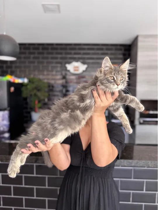 Filhotes Maine Coon - Foto 3