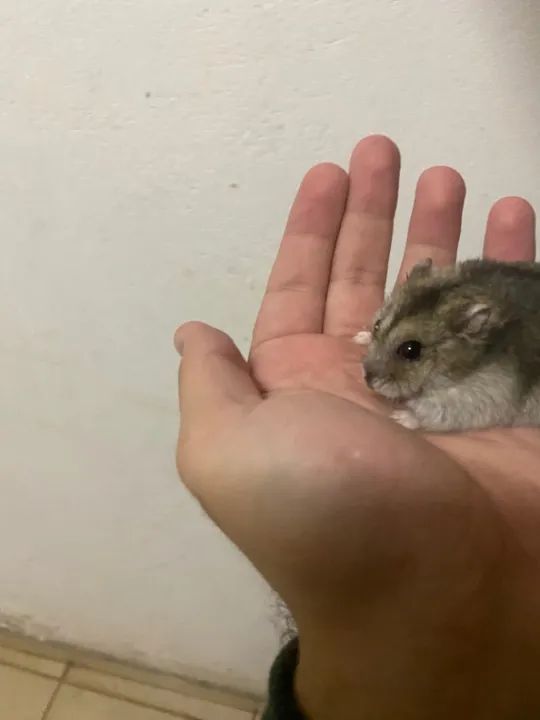 Casal de Hamster Anao Russo  - Foto 3