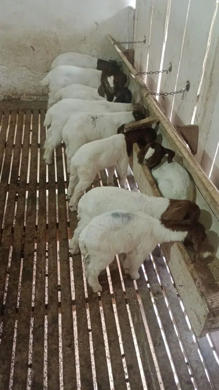OVELHAS E CABRAS - Foto 3
