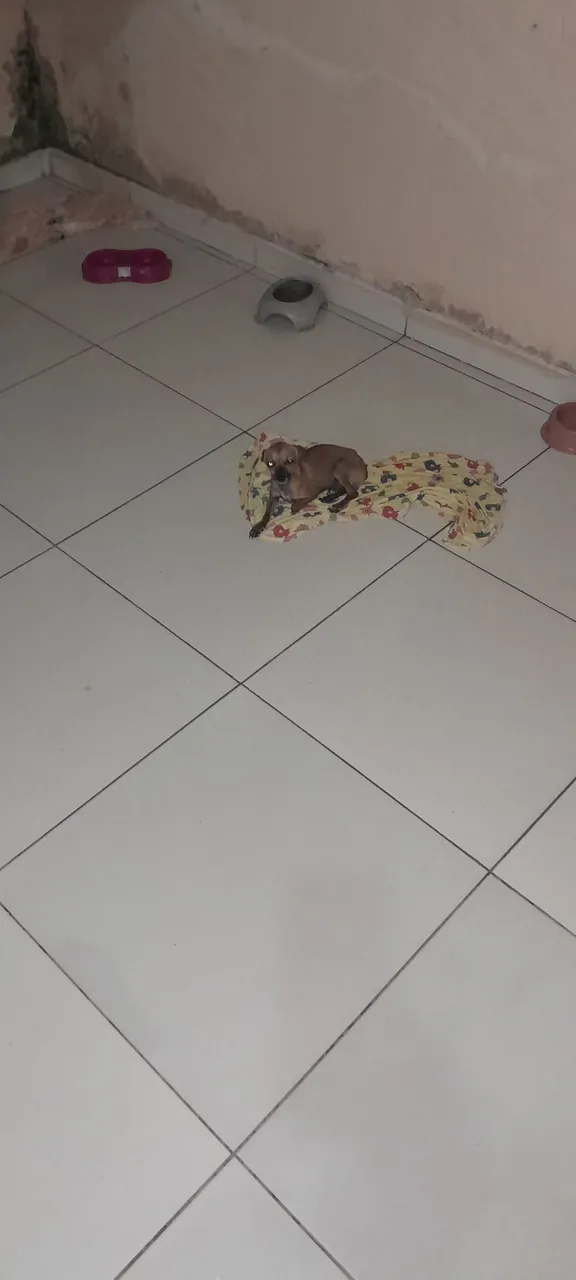 Pincher pra venda n 1