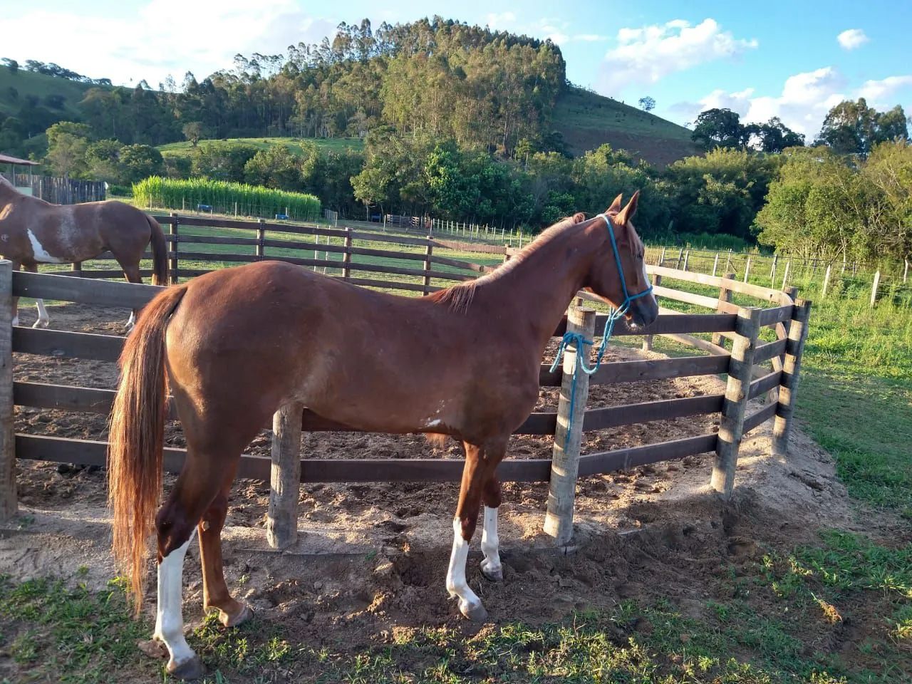 POTRA PAULISTA  - Foto 4
