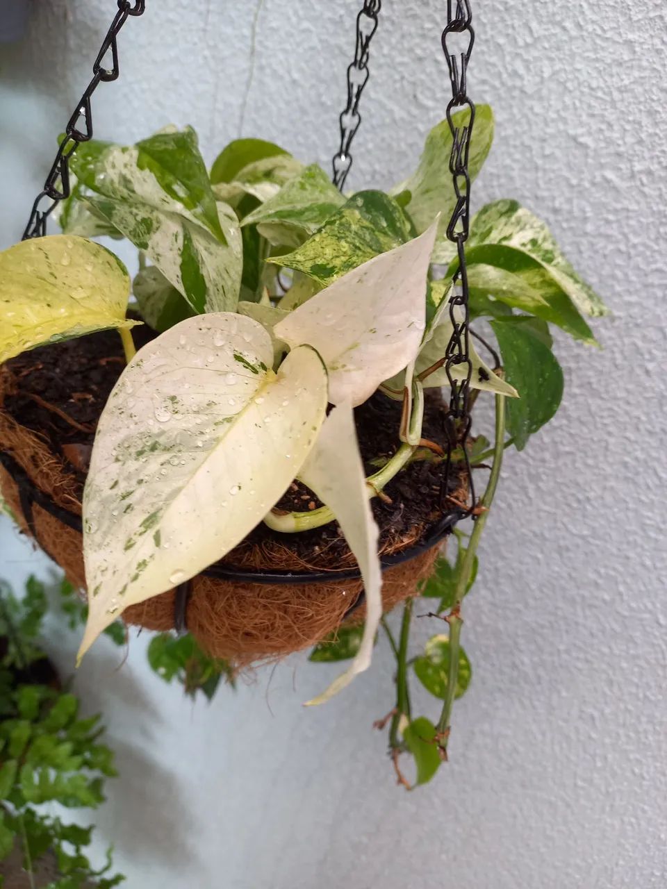 No precinho  - Foto 2