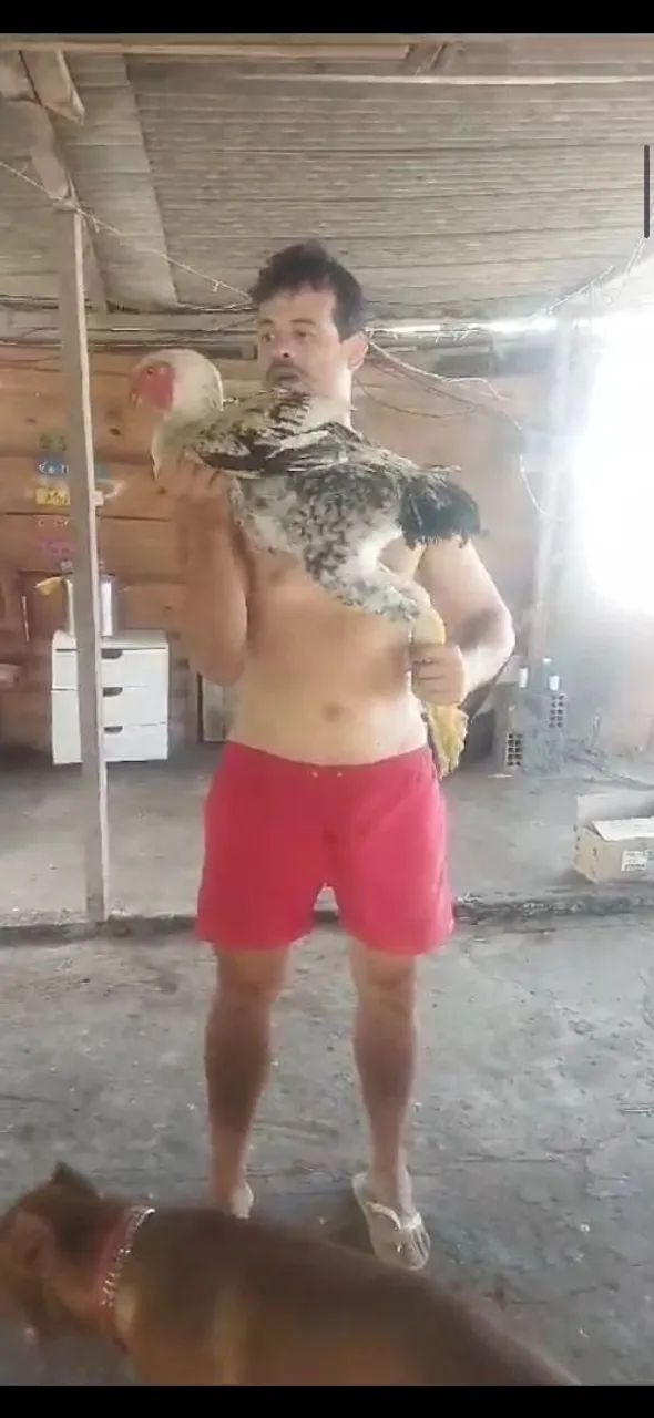 Galo INDIO GIGANTE - Campeão! - Foto 3